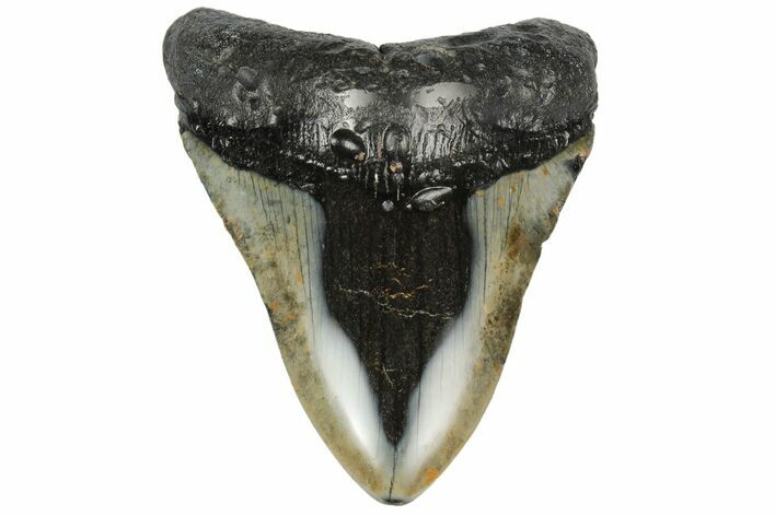 Fossil Megalodon Tooth - Polished Blade #165057